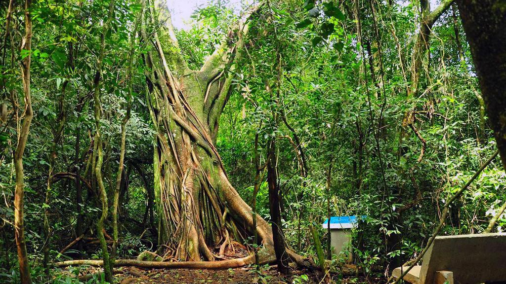 Posada Del Chaman Iguazu 푸에르토이과수 외부 사진