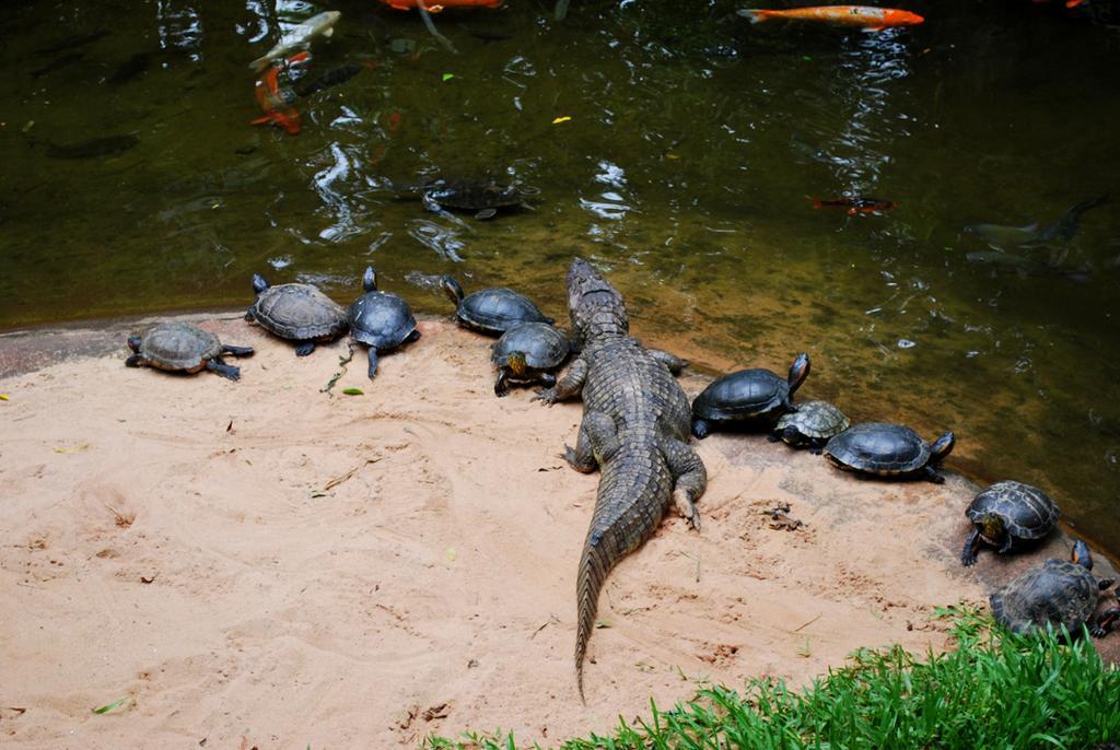 Posada Del Chaman Iguazu 푸에르토이과수 외부 사진