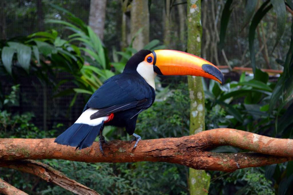 Posada Del Chaman Iguazu 푸에르토이과수 외부 사진